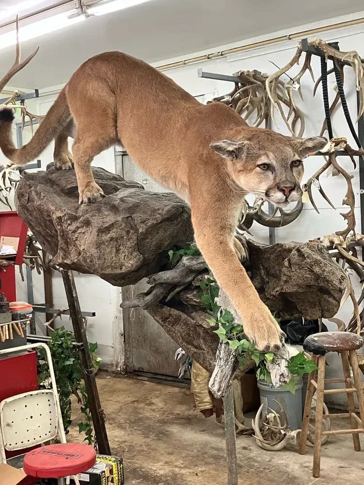 Backwoods Taxidermy business background image