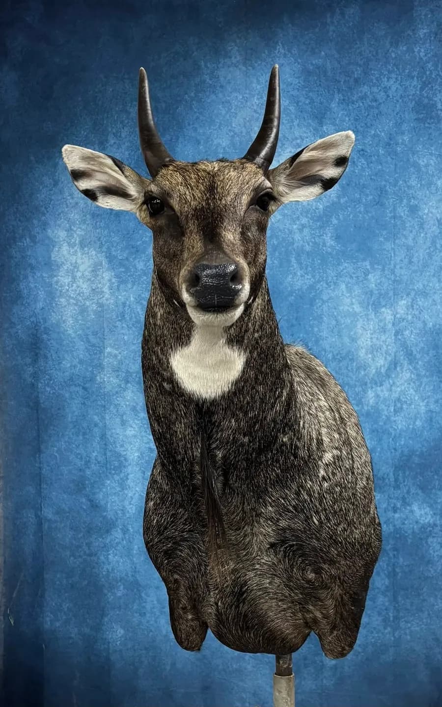 Bauman's Taxidermy business background image