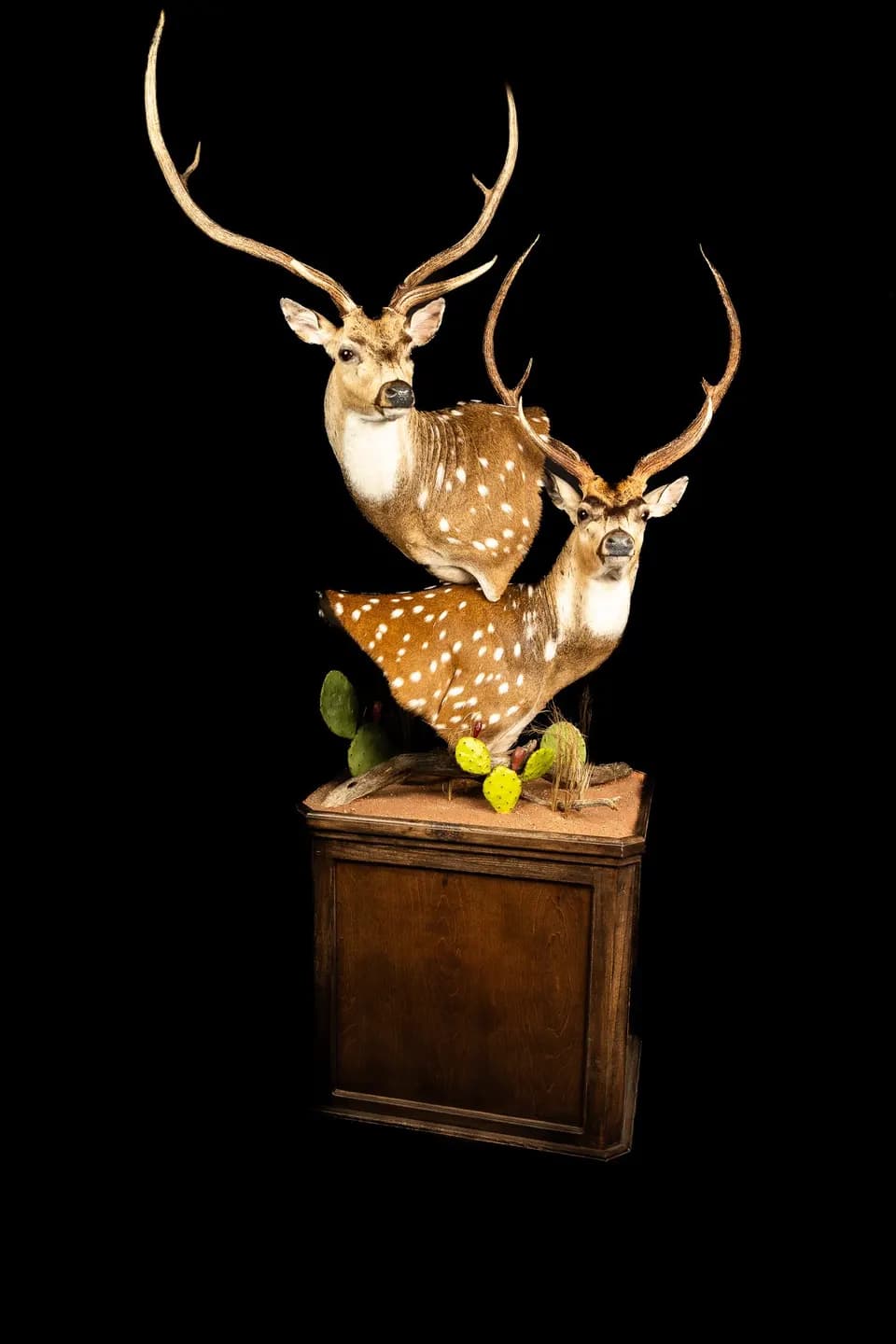Casa De Taxidermy business background image