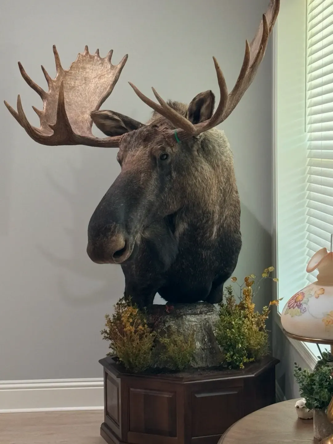 Mullings Taxidermy business background image