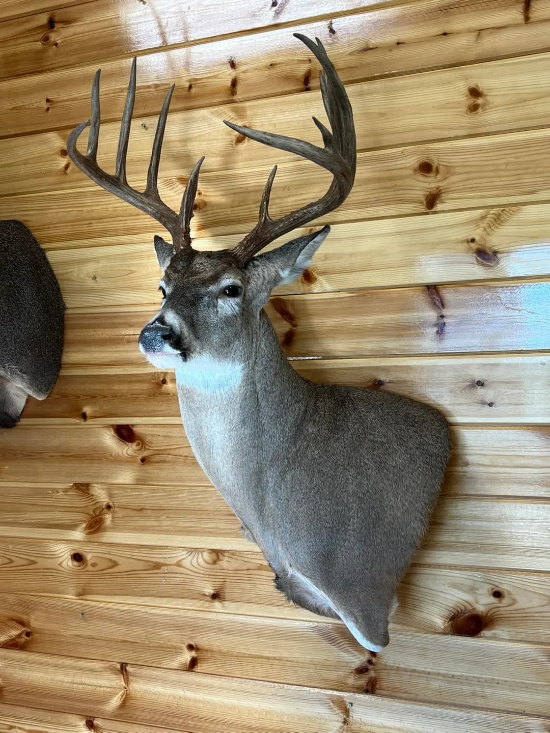 Oklahoma Taxidermy Studio business background image