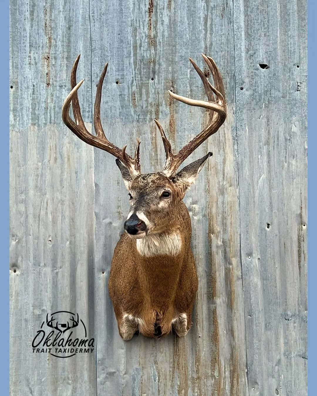 Oklahoma Trait Taxidermy business photo - Professional taxidermy company in all, Texas